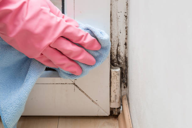 Rio Dell, CA Mold Prevention & Removal  Company